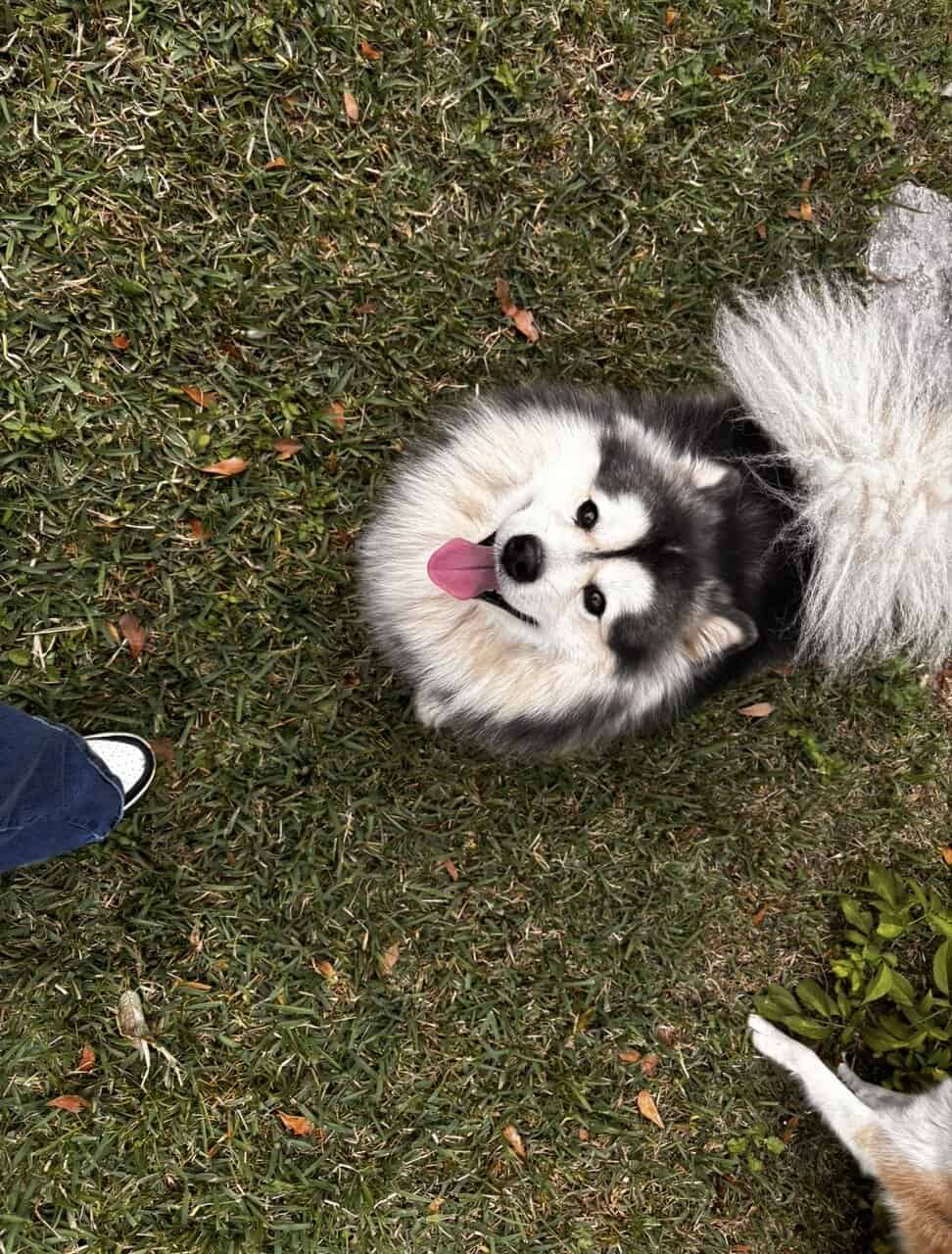 🐾 Pomsky – (Jacksonville FL) image 1