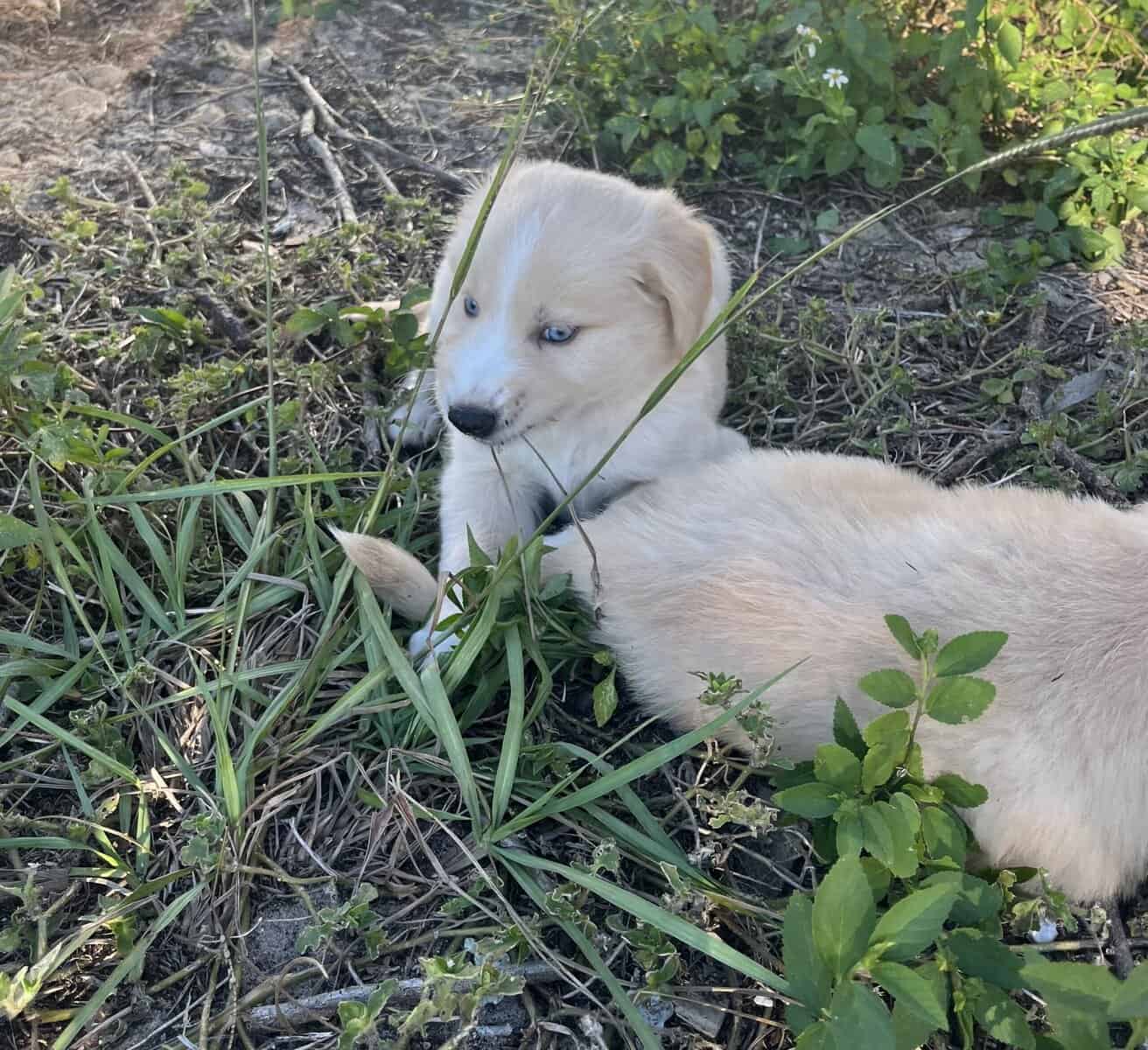 Goberian Puppies image 9