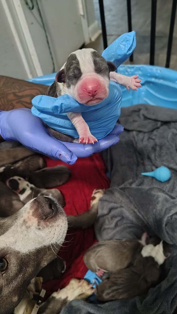 brand new bully pups born sun. 16th image 5