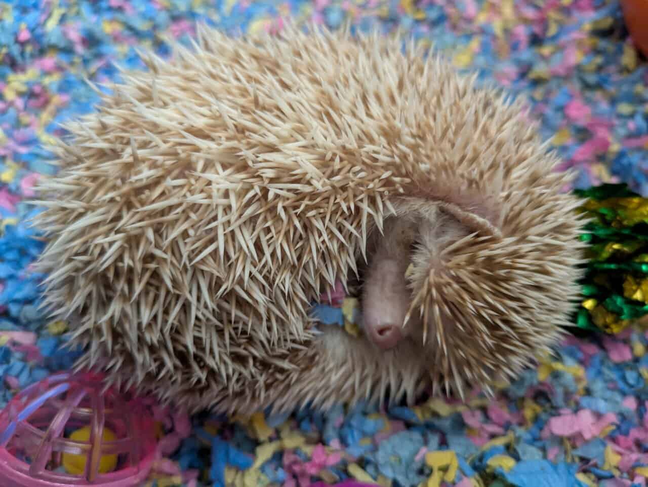 6 Month Old Female Hedgehog image 1