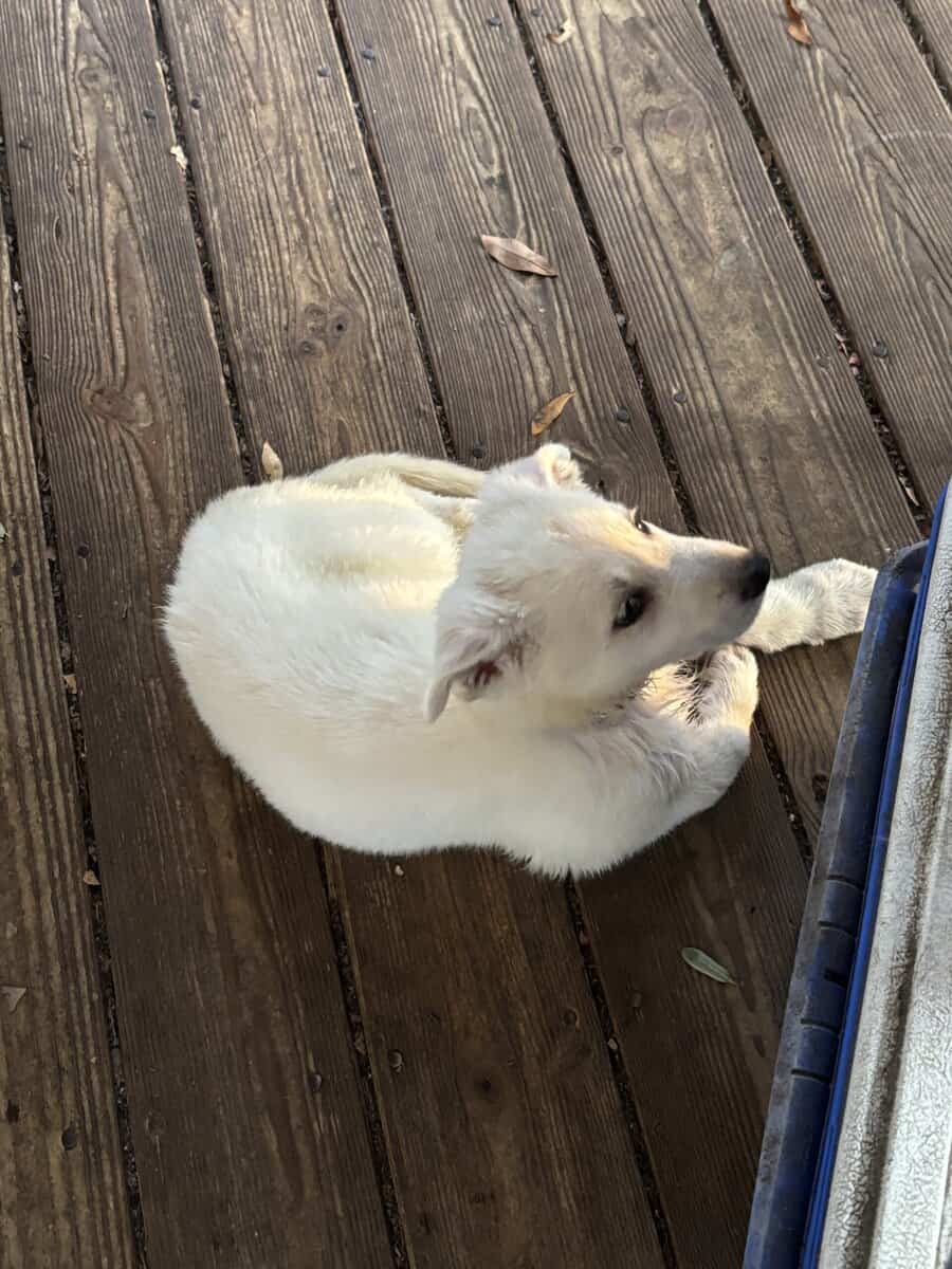 Female white German Shepherd image 2