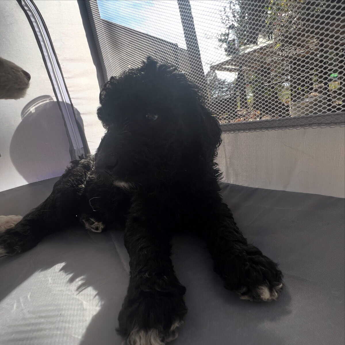 Medium goldendoodle puppy image 8