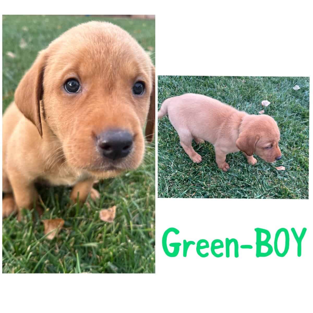 AKC Labrador puppies image 5