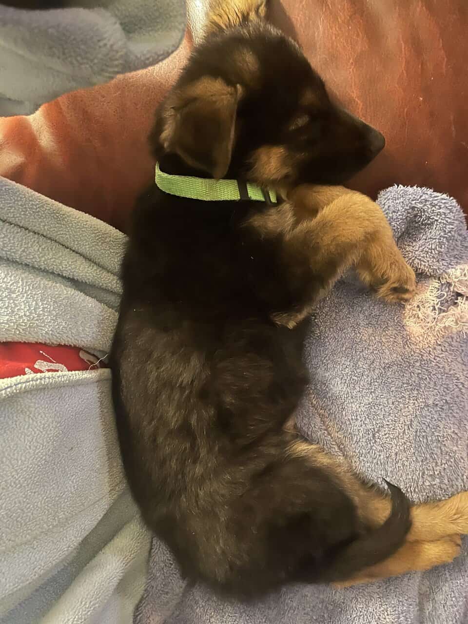 Male German Shepherd puppy image 1