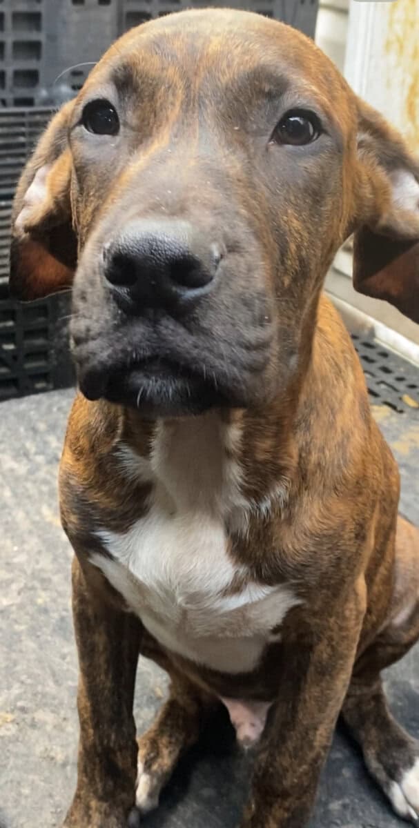 Mastiff black and brindle coat puppy image 6
