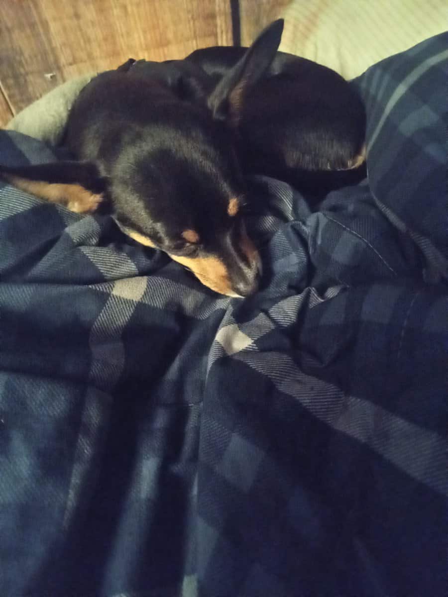 Puppy image 1