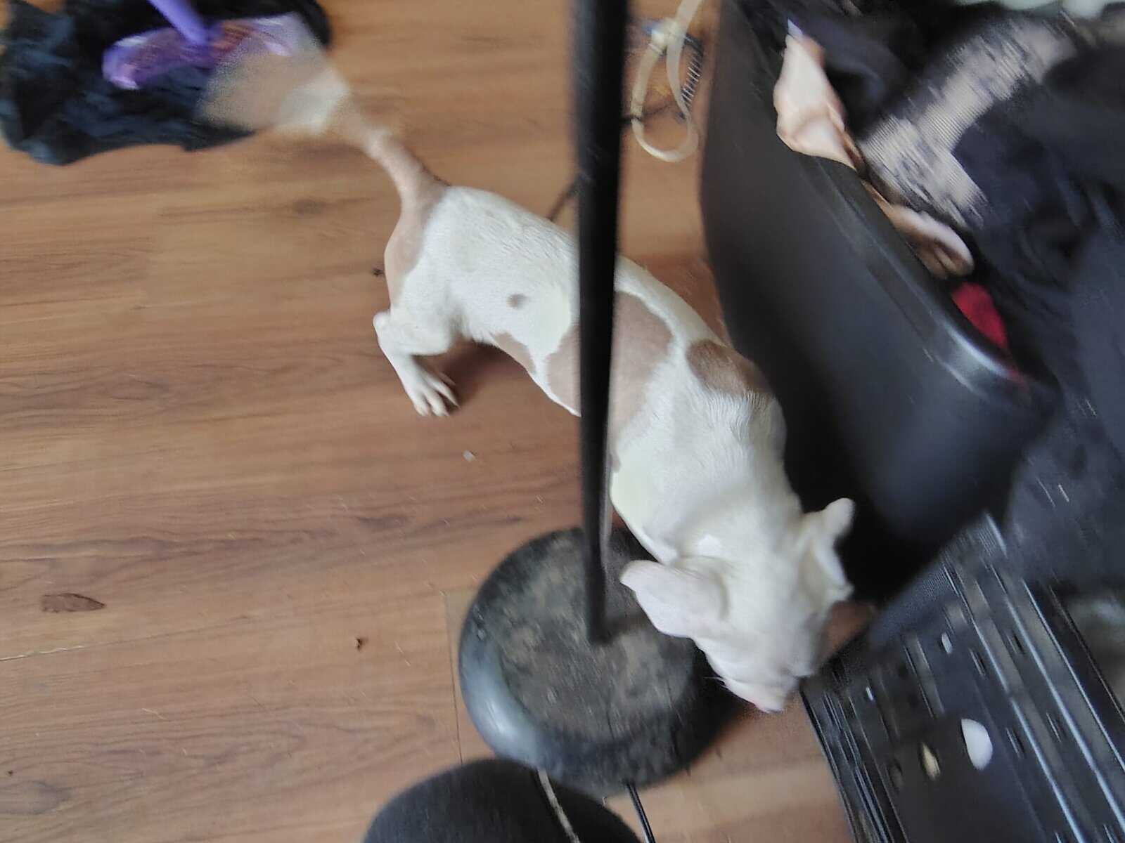 REHOMING PITBULL PUPPIES ASAP image 9
