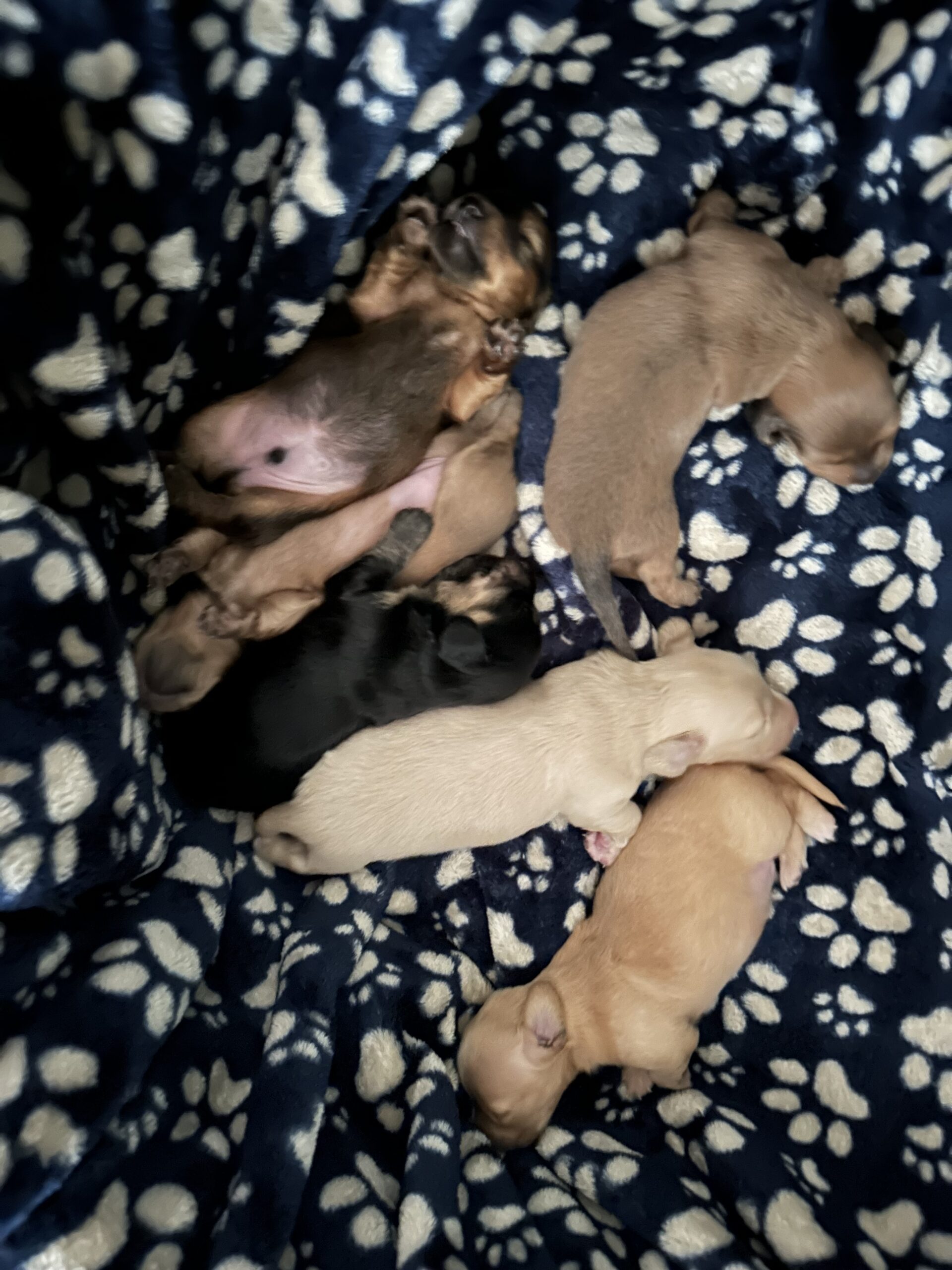 Miniature Dachshund Boys image 4