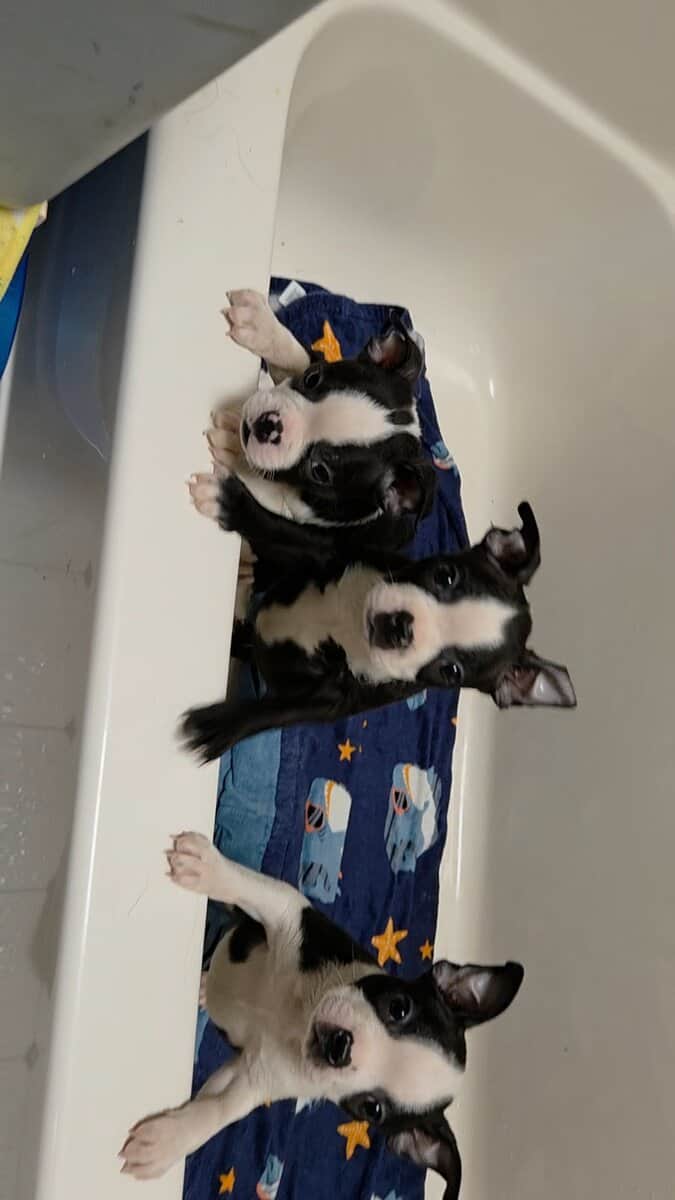 Boston Terrier Puppies image 2