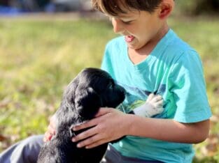 Adorable Goldendoodle/Labbe puppies