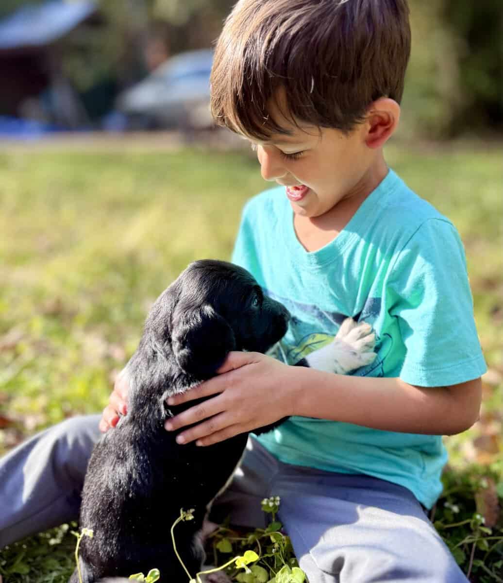 ONE LEFT: Adorable Goldendoodle/Labbe puppies image 7