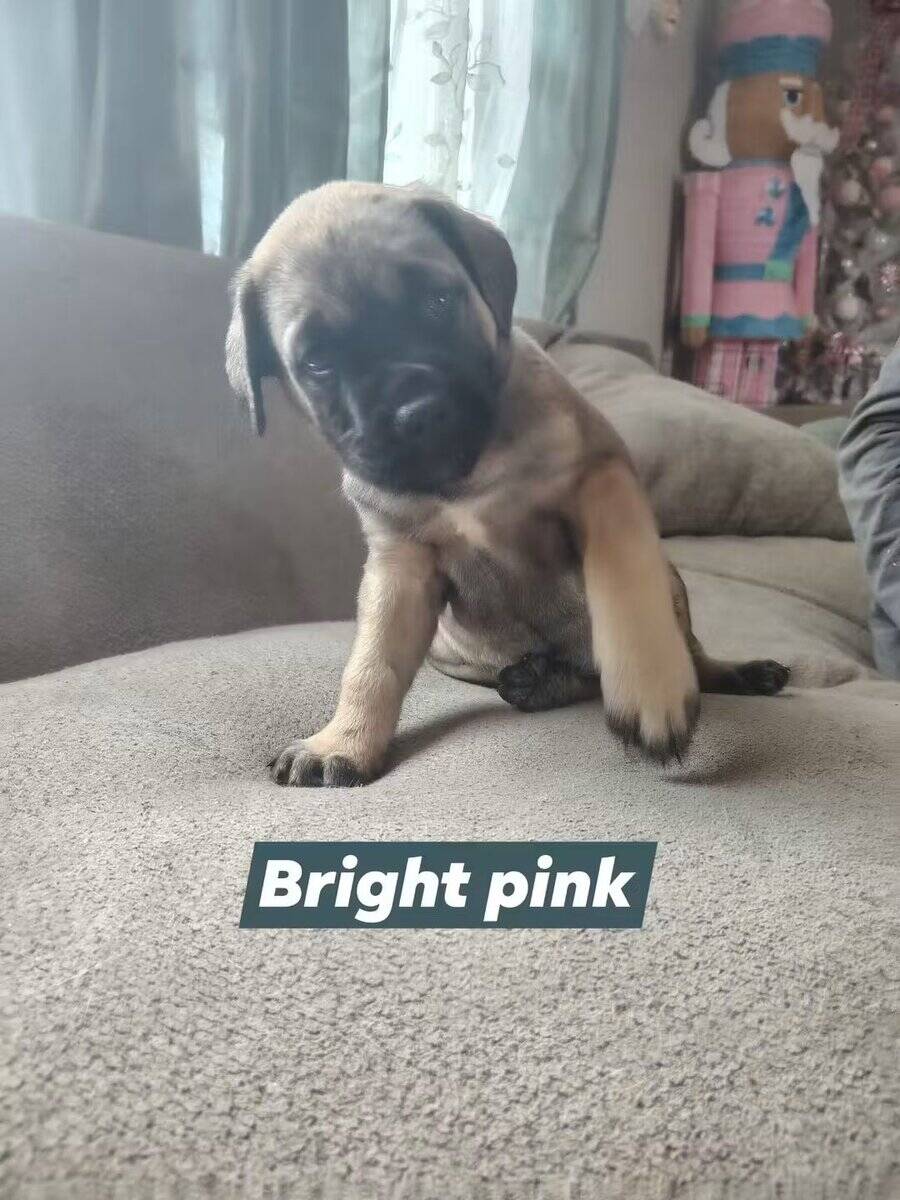 English Mastiff puppy image 1