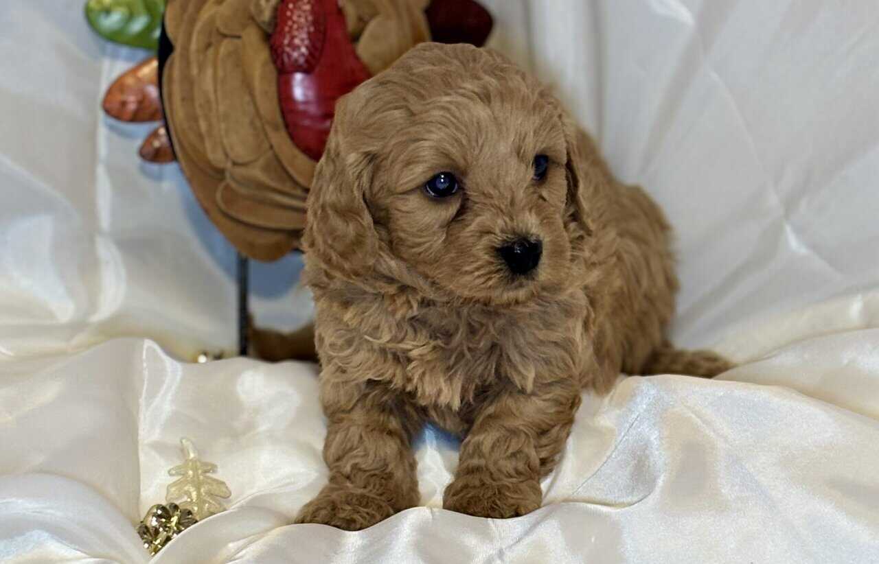 Mini Saint Berdoodle puppies image 4