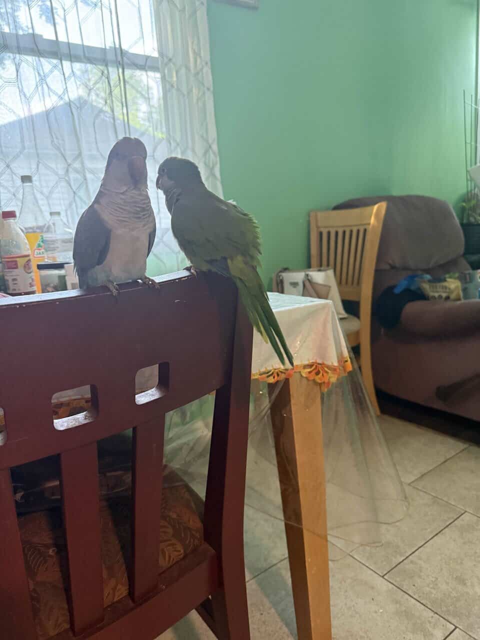 Quaker Parrots image 2