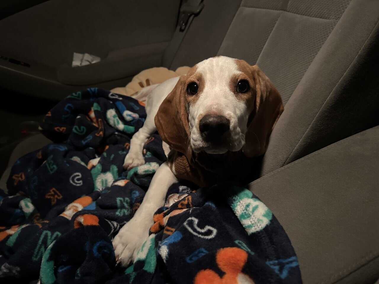 Beagle puppy image 1