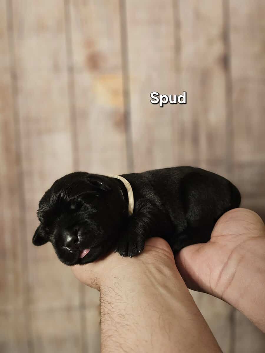 AKC Male Labrador Puppies Health Tested Parents image 4