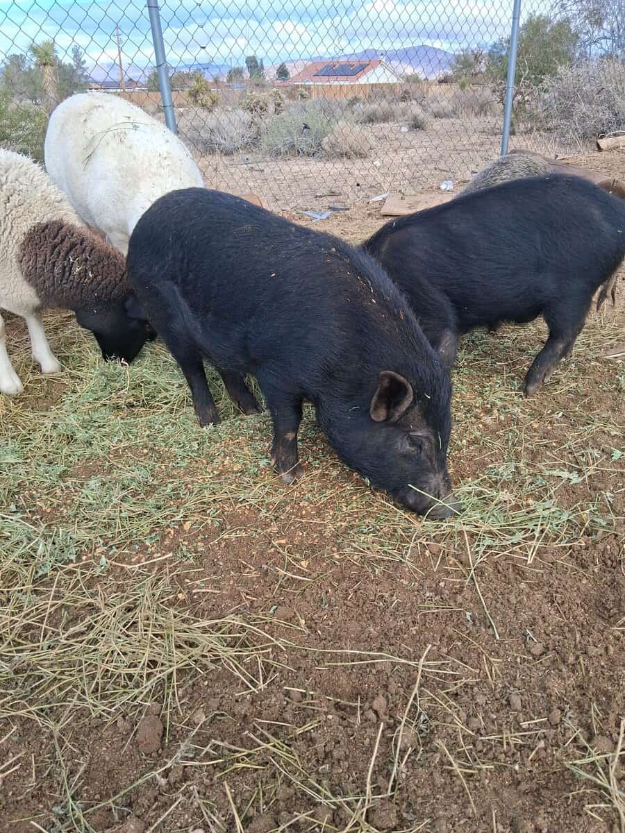 Pigs 9 month old image 1