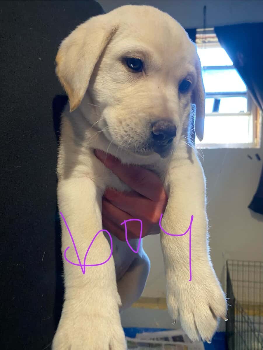 Purebred Labrador retriever puppies image 3