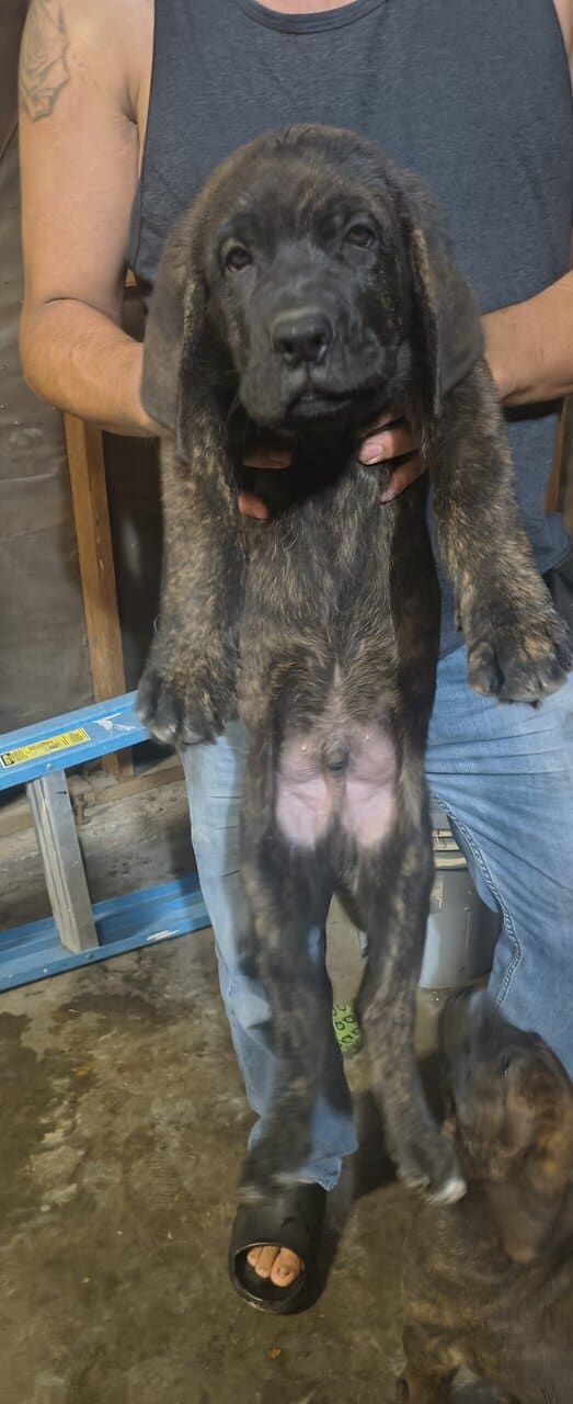 Cane Corso mix dobershepherd image 3