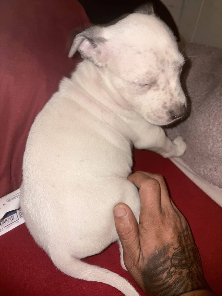 American pitbull terrier/Sharpei mix image 1