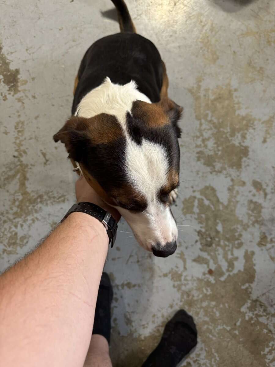 2 male mixed breeds for free image 7