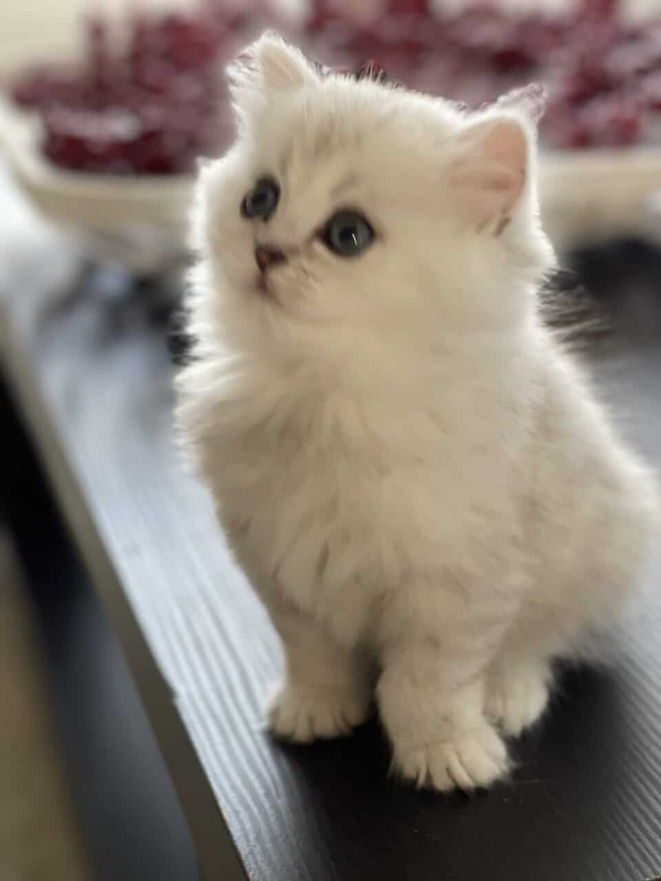 British longhair kitten image 3