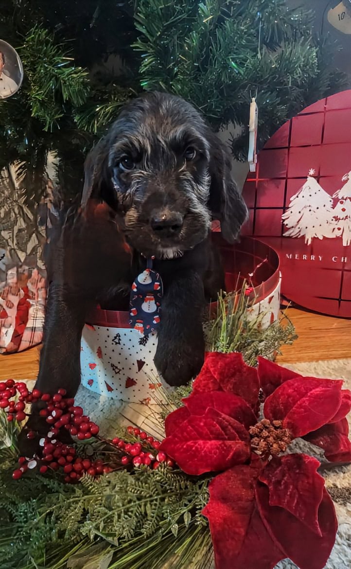 Labradoodle puppies image 3