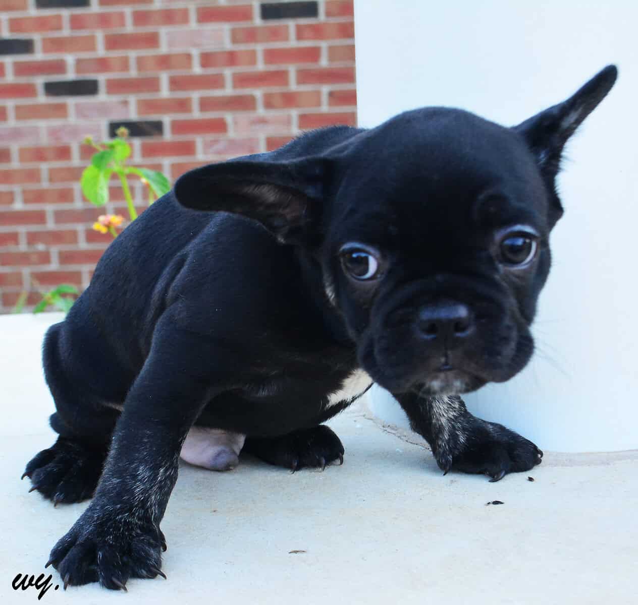 Black brindle Male pup image 2