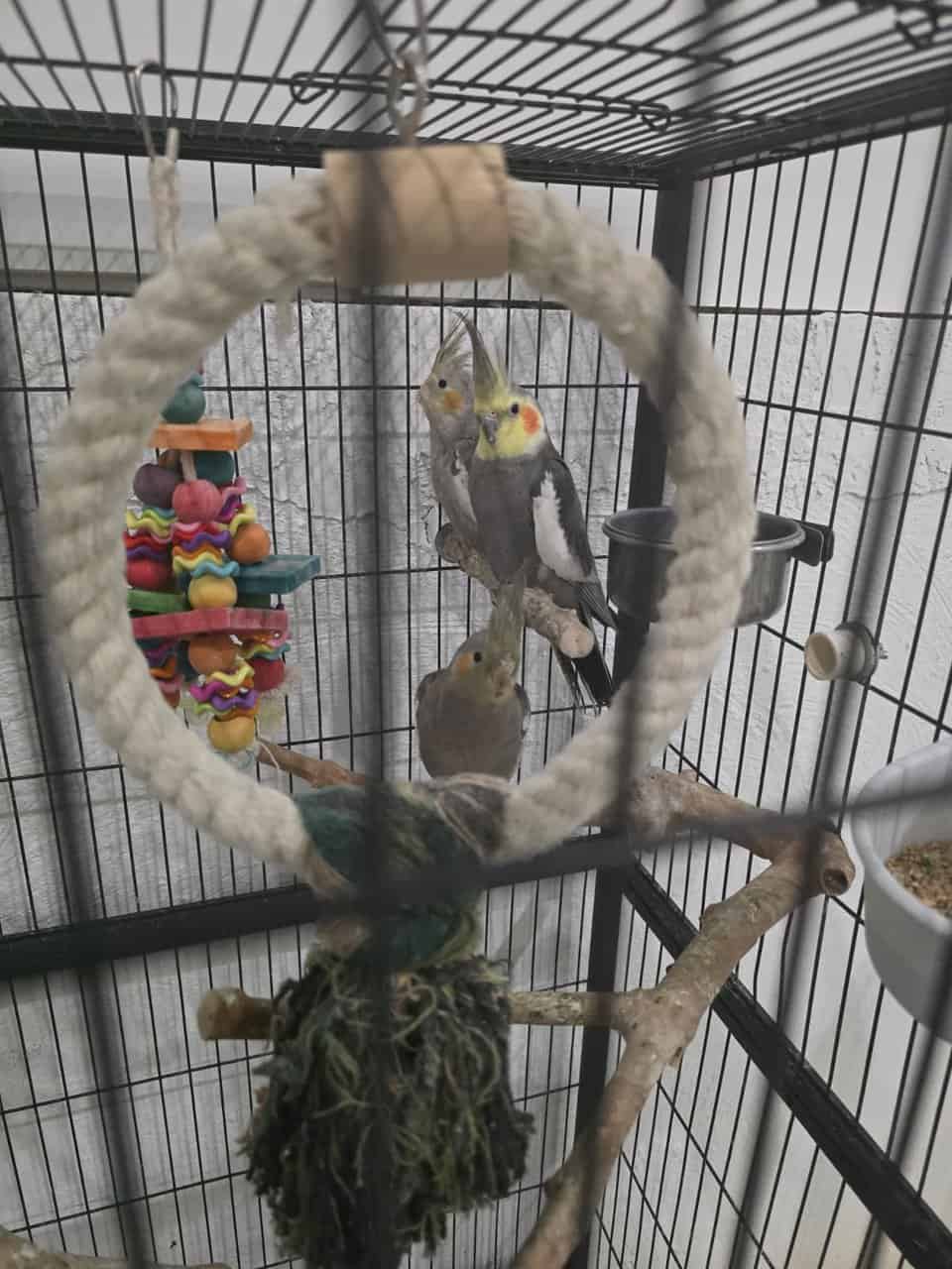 Cockatiels image 1