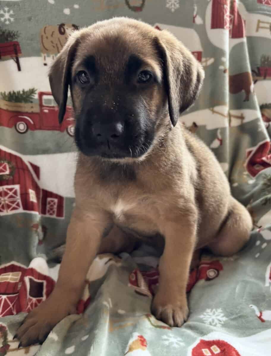 Saint Shepherd Puppies. RARE! image 4