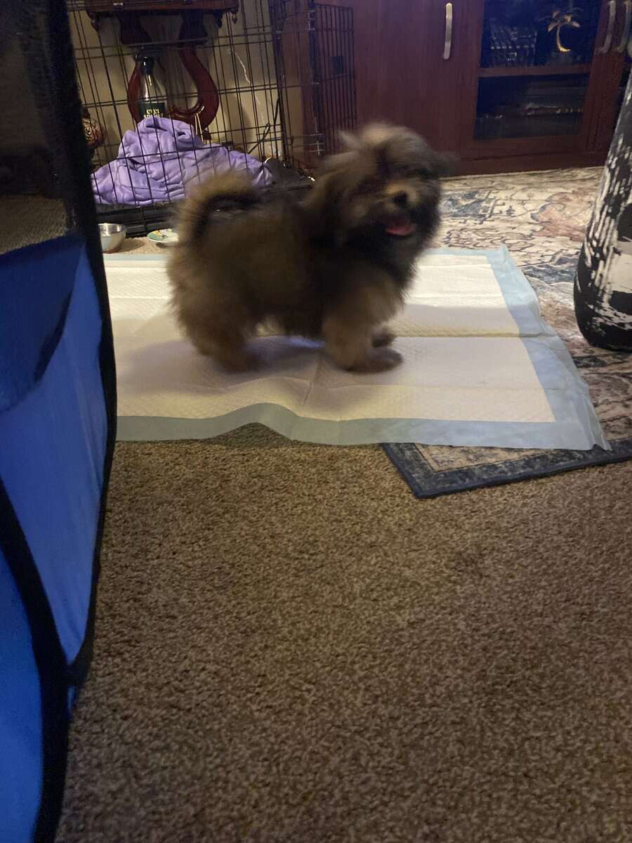 Maltipoo for sale boy image 5