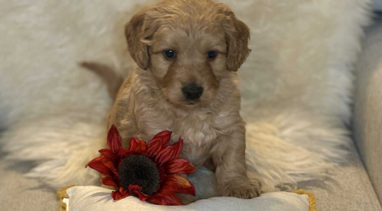 Mini Saint Berdoodle puppies image 2