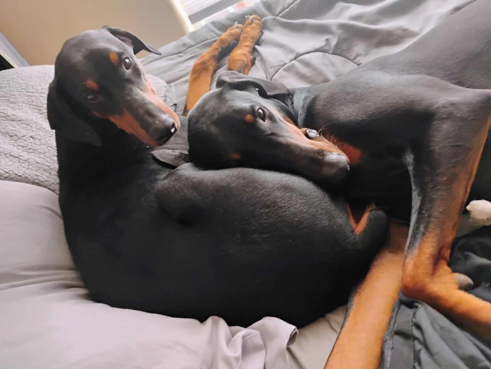 Doberman pinscher puppies image 4