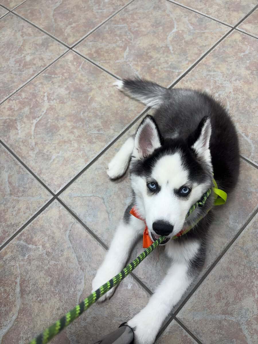 Purebred Siberian Husky – Male, 3 Months Old – Blu image 2