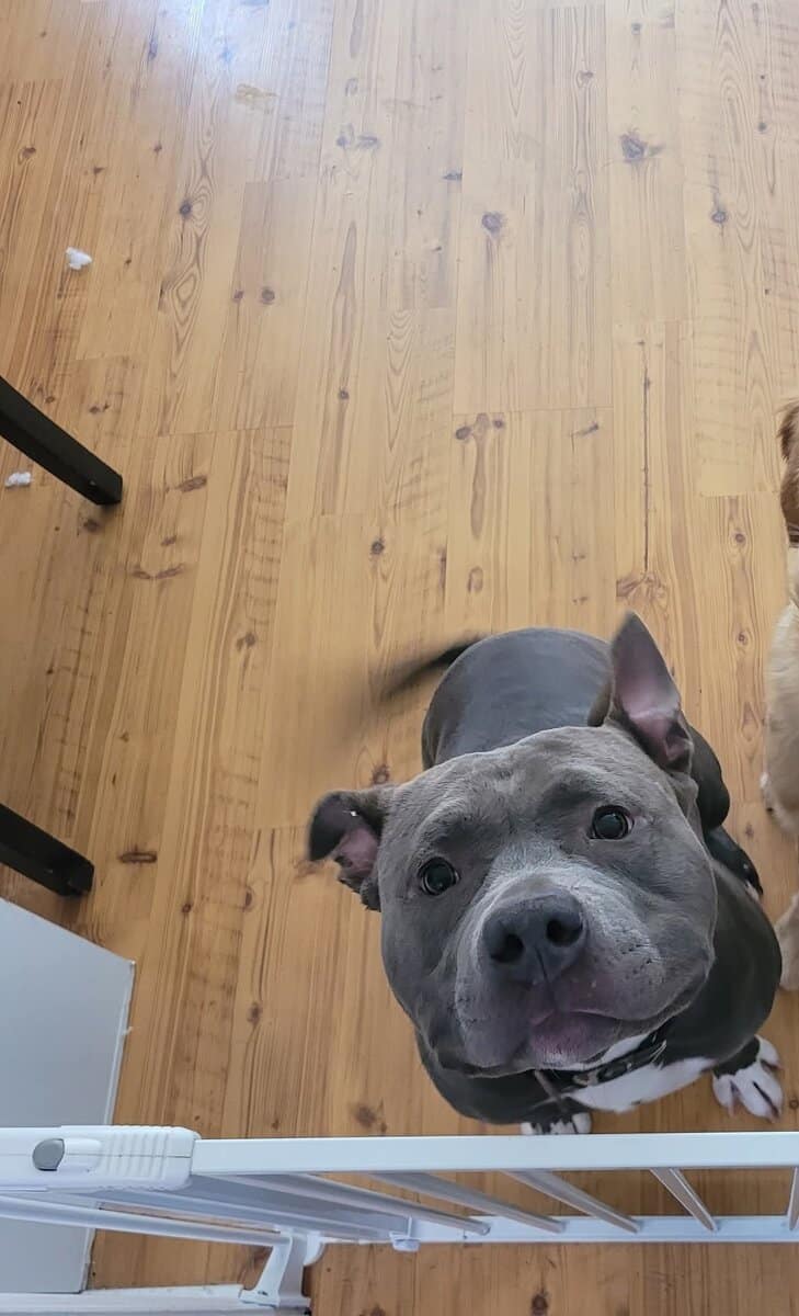 Male American Bully to good home ASAP image 4