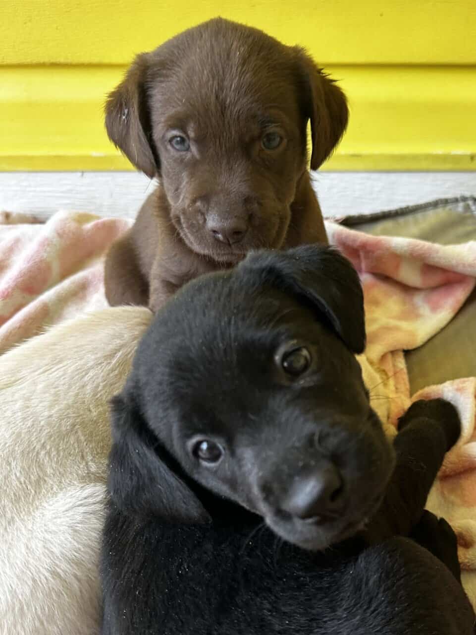 Labrador puppies image 5