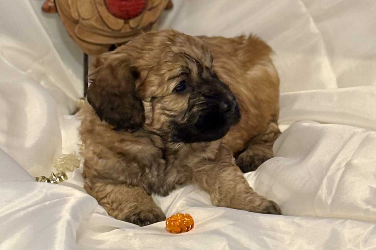 Mini Saint Berdoodle puppies image 6