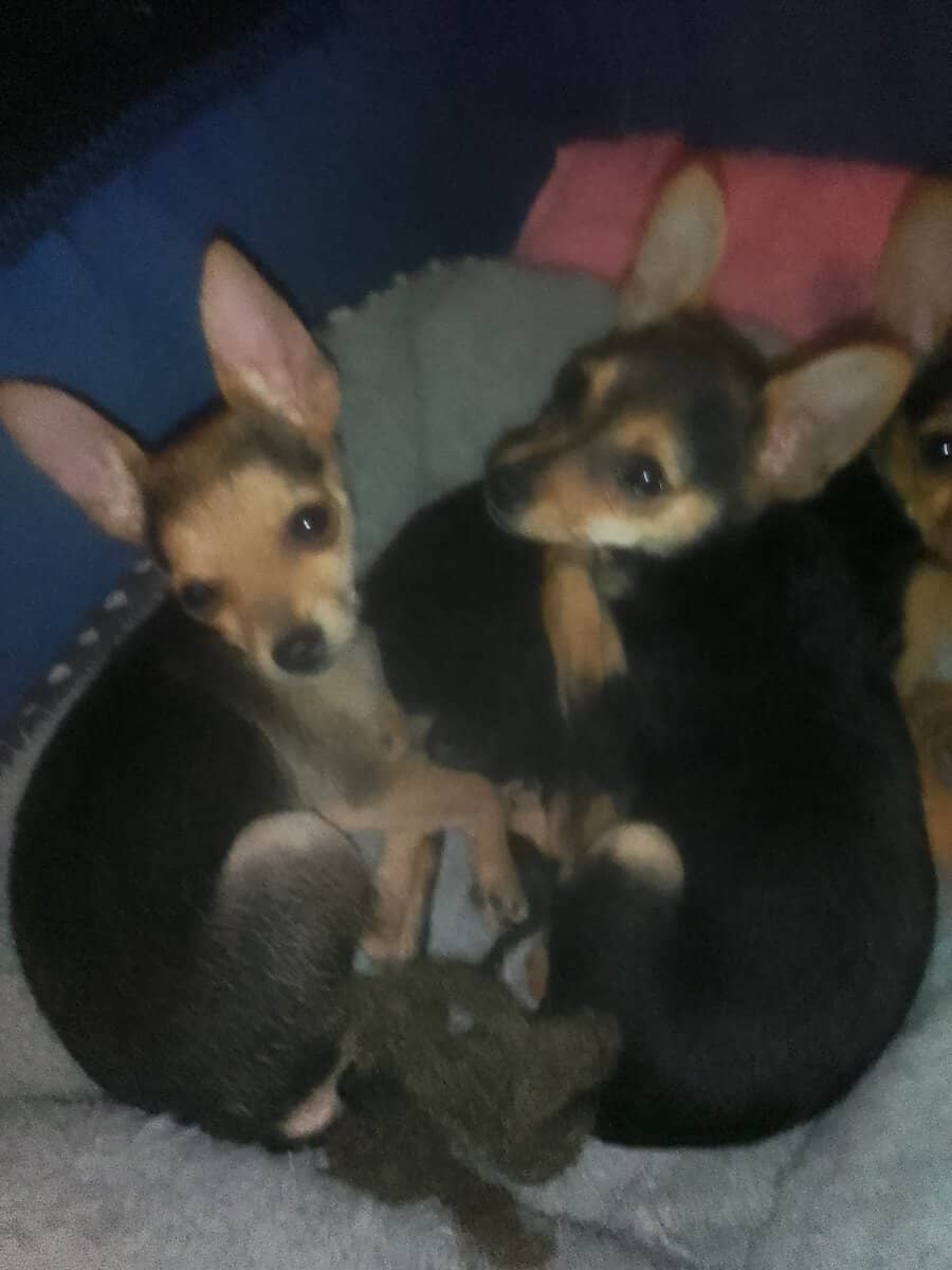 Chihuahua puppies needs a home image 2