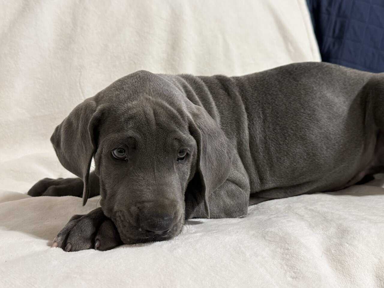 Rehoming Great Dane puppies. image 2