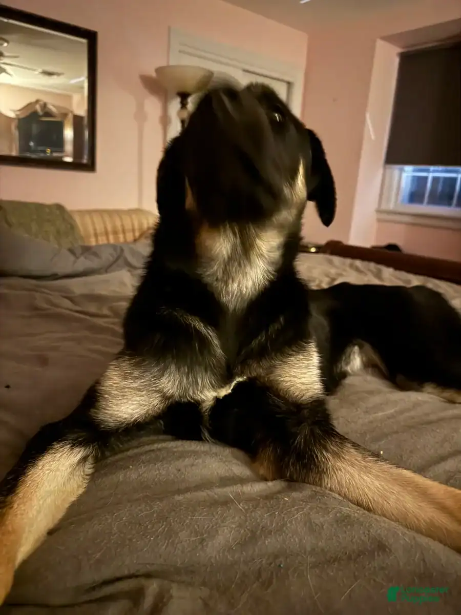 Belsky Pup image 5
