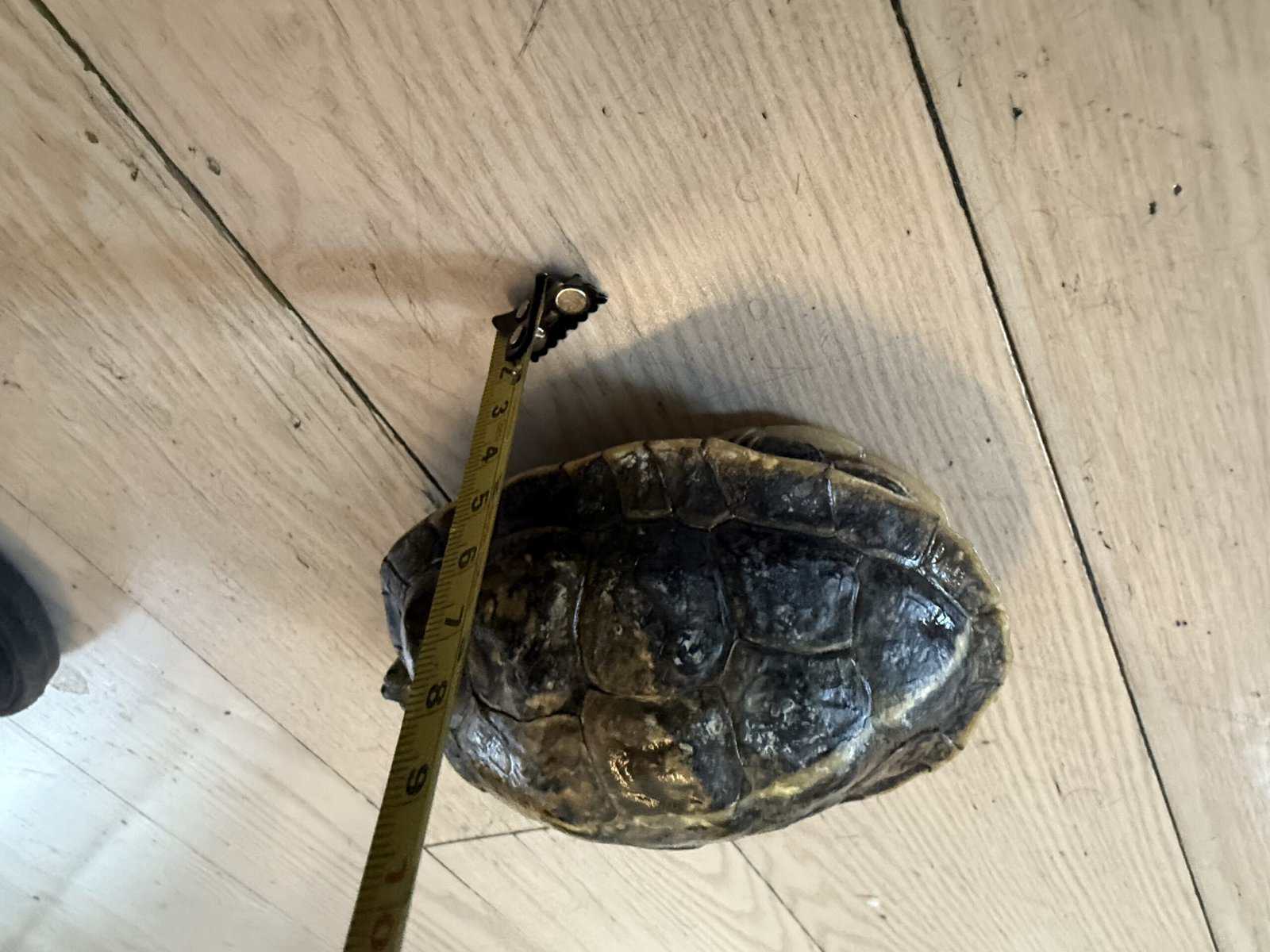Turtles lost there mom to cancer image 2