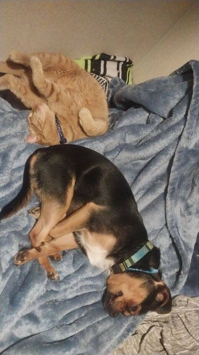 2 year old chihuahua image 1