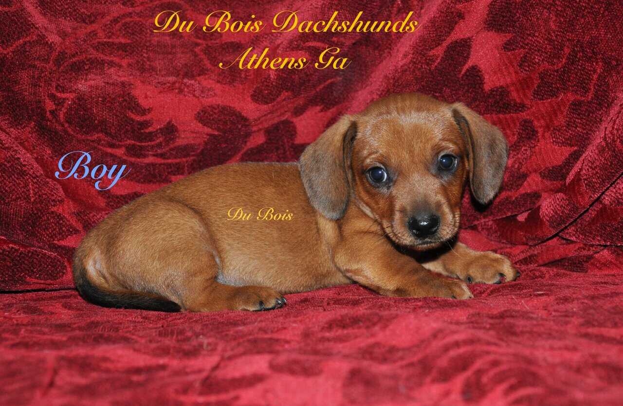 Miniature Dachshunds for sale image 3