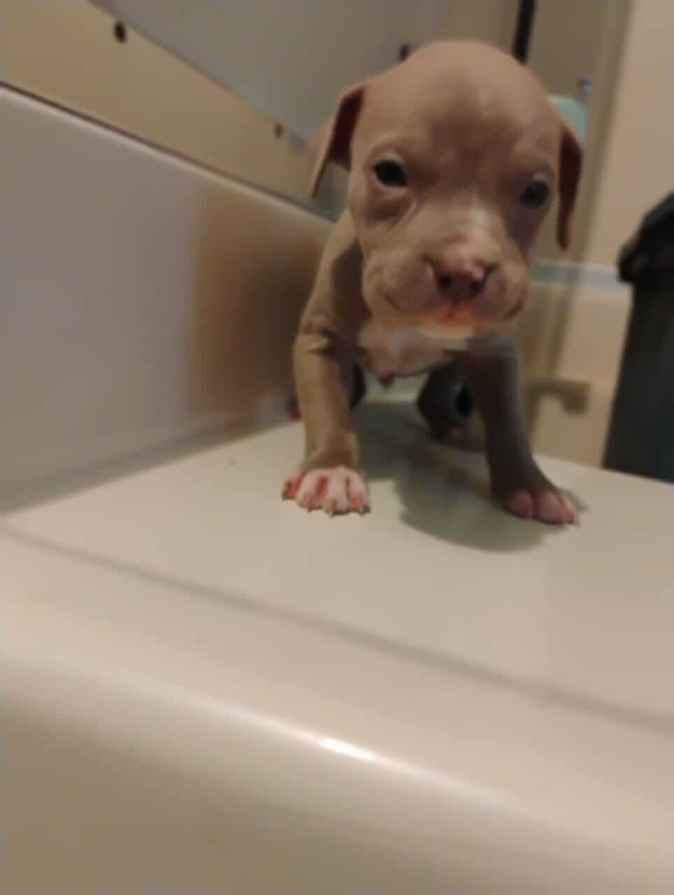 6 week old red/blue nose pit puppies*VACCINATED* image 4