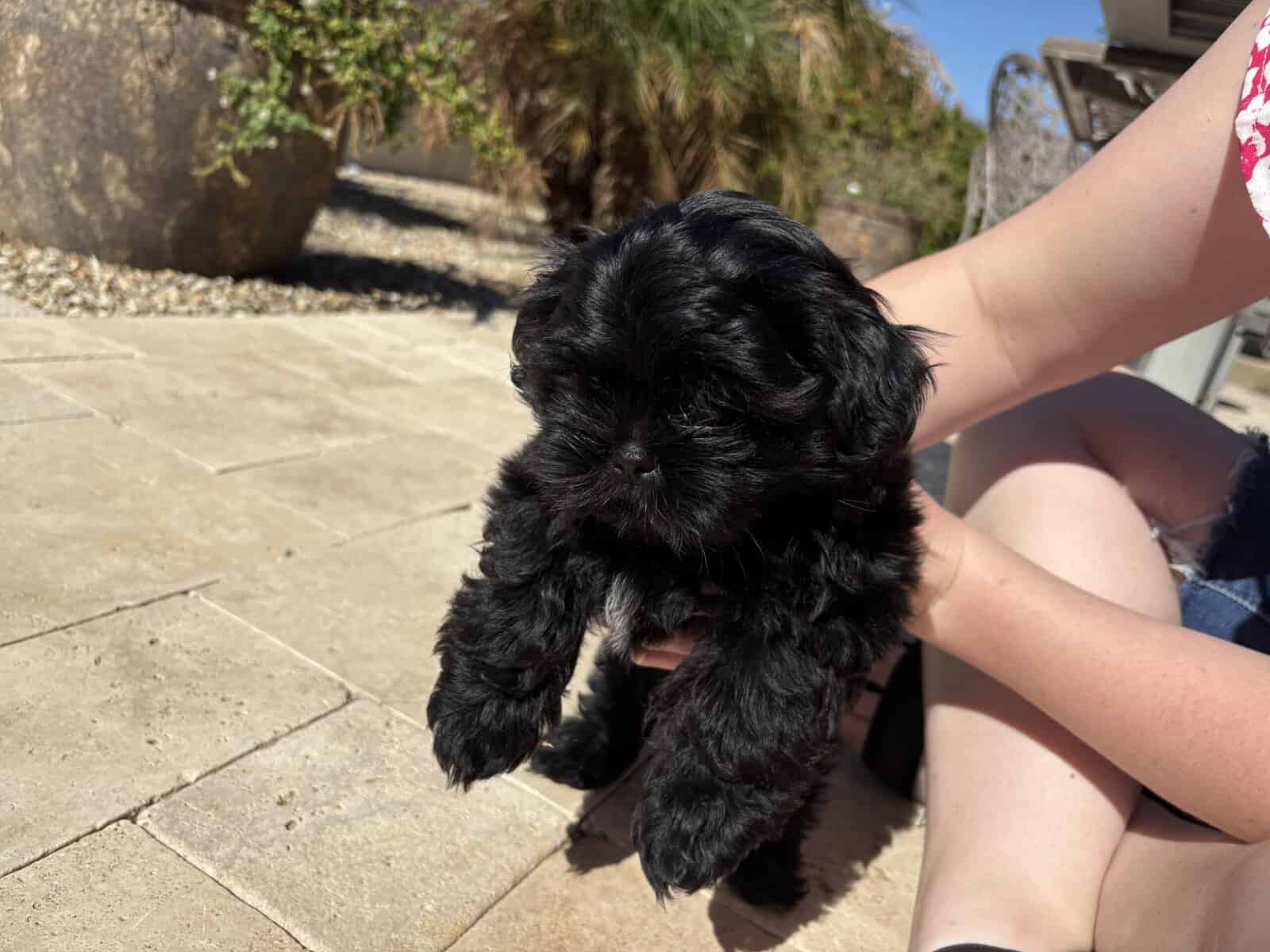 2 Boys Pure Bred Shih Tzus image 4