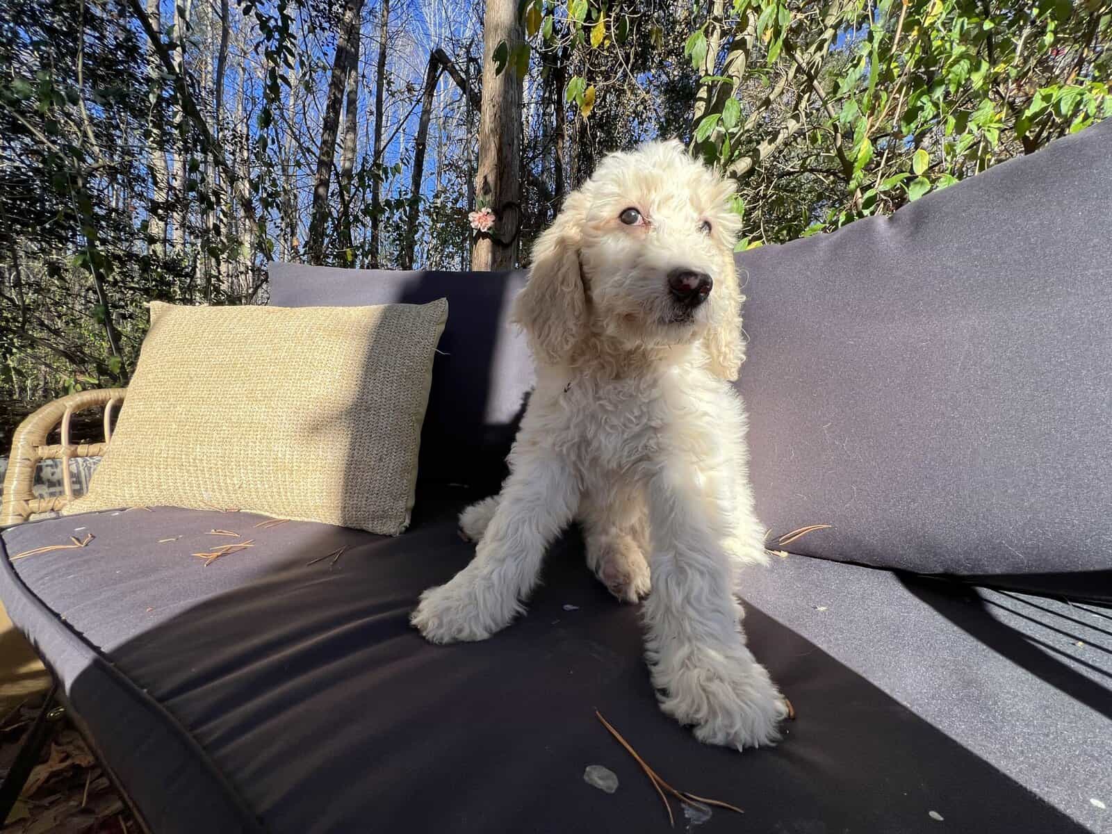 Female Goldendoodle puppy image 3
