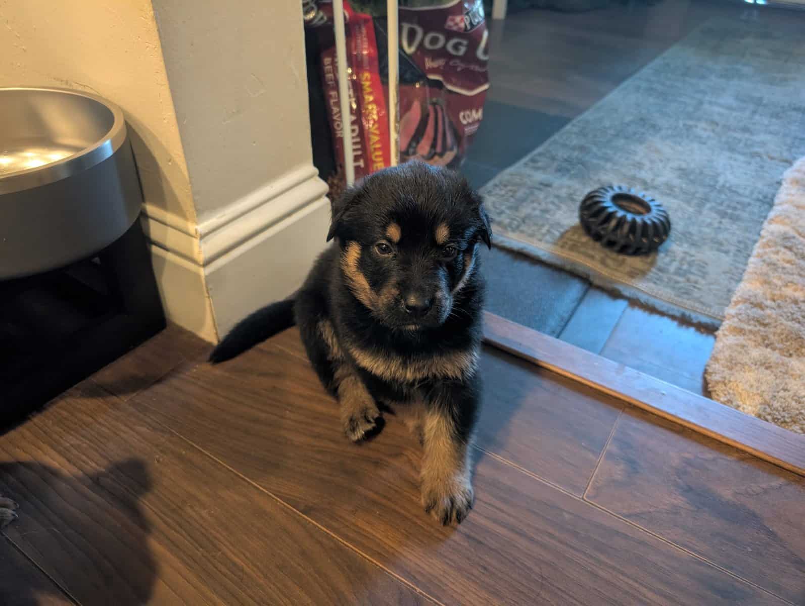 German shepherd mix puppies image 9