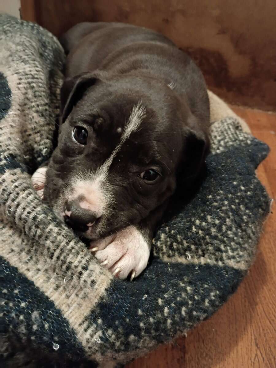 AMERICAN STAFFIE GIRL image 1