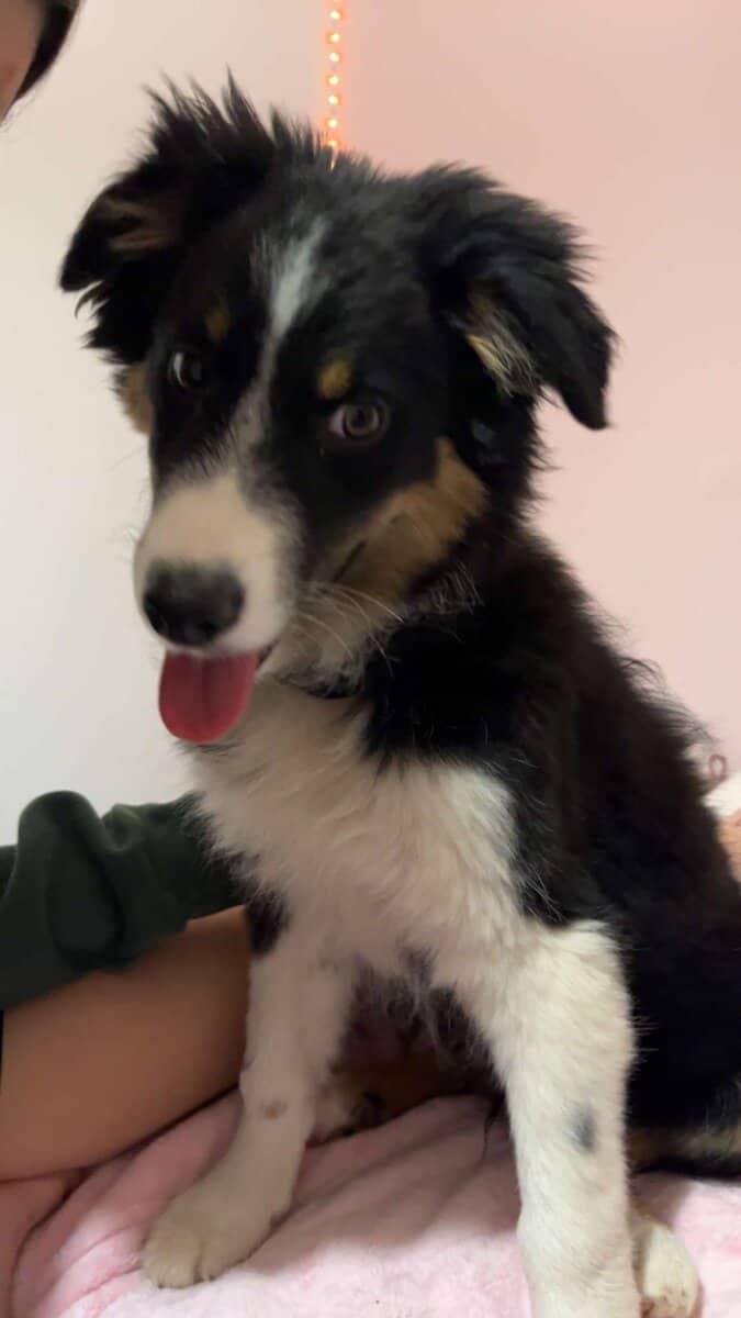 Australian Shepherd image 2