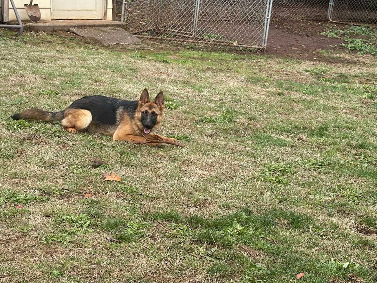 8 month old AKC German Shepard image 1